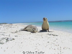 This pup loved posing for the camera ;) Abrolhos Islands by Chloe Taylor 